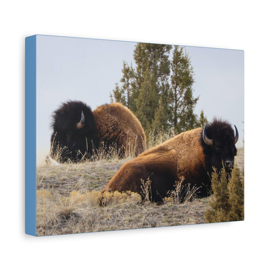 Two Bull Buffalo Canvas