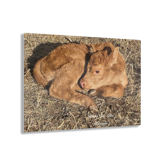 Baby Calf Acrylic Prints