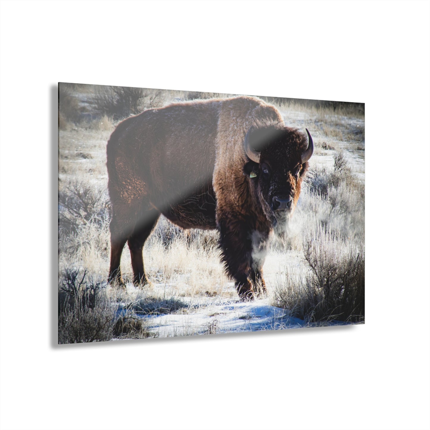 Early Morning Buffalo Acrylic