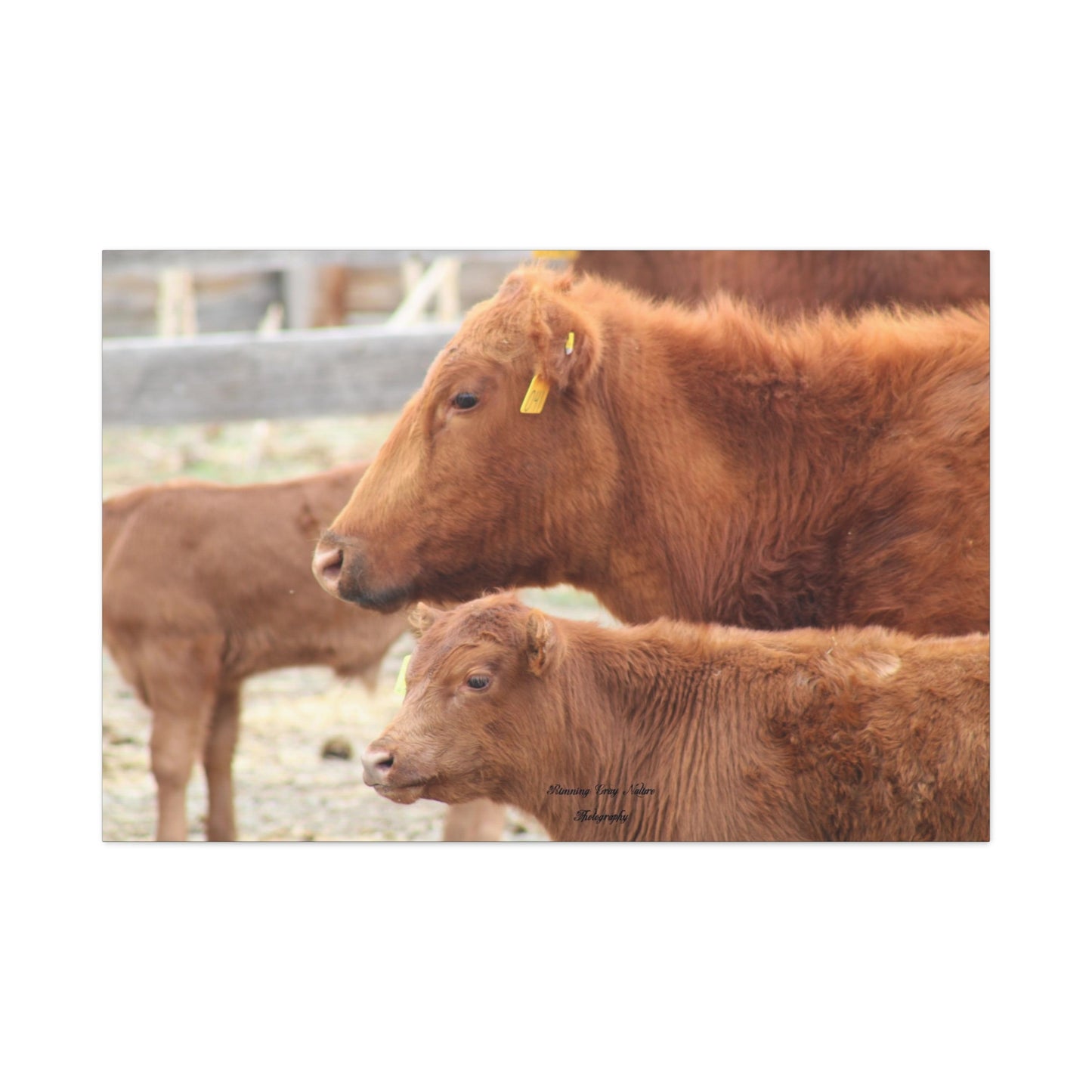 Momma and Baby Calf Matte Canvas, Stretched, 1.25"