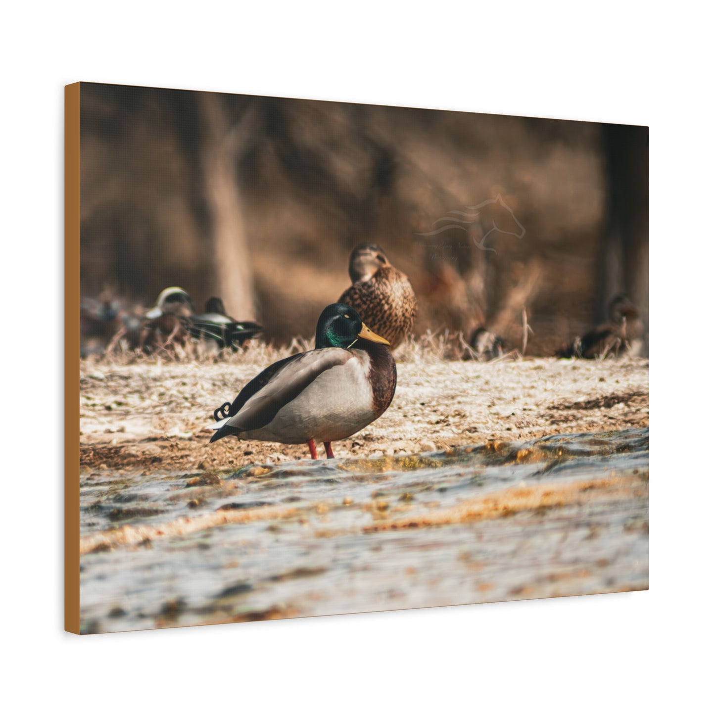 Nature-Inspired Duck Canvas