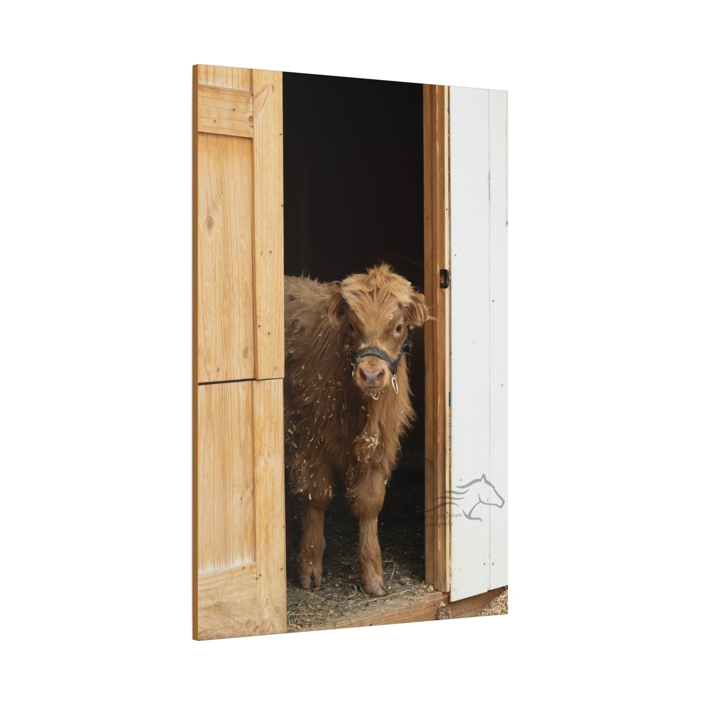 Little Highlander Canvas