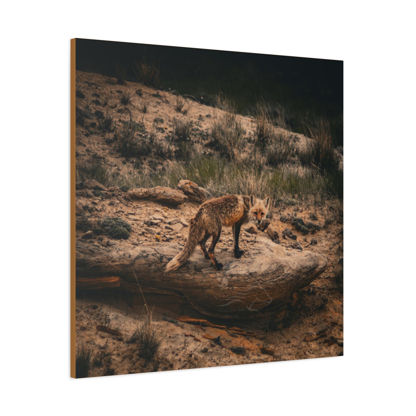 Rustic Fox Canvas