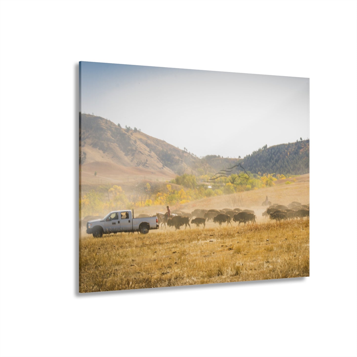 Trucks in the Buffalo Round Up Acrylic