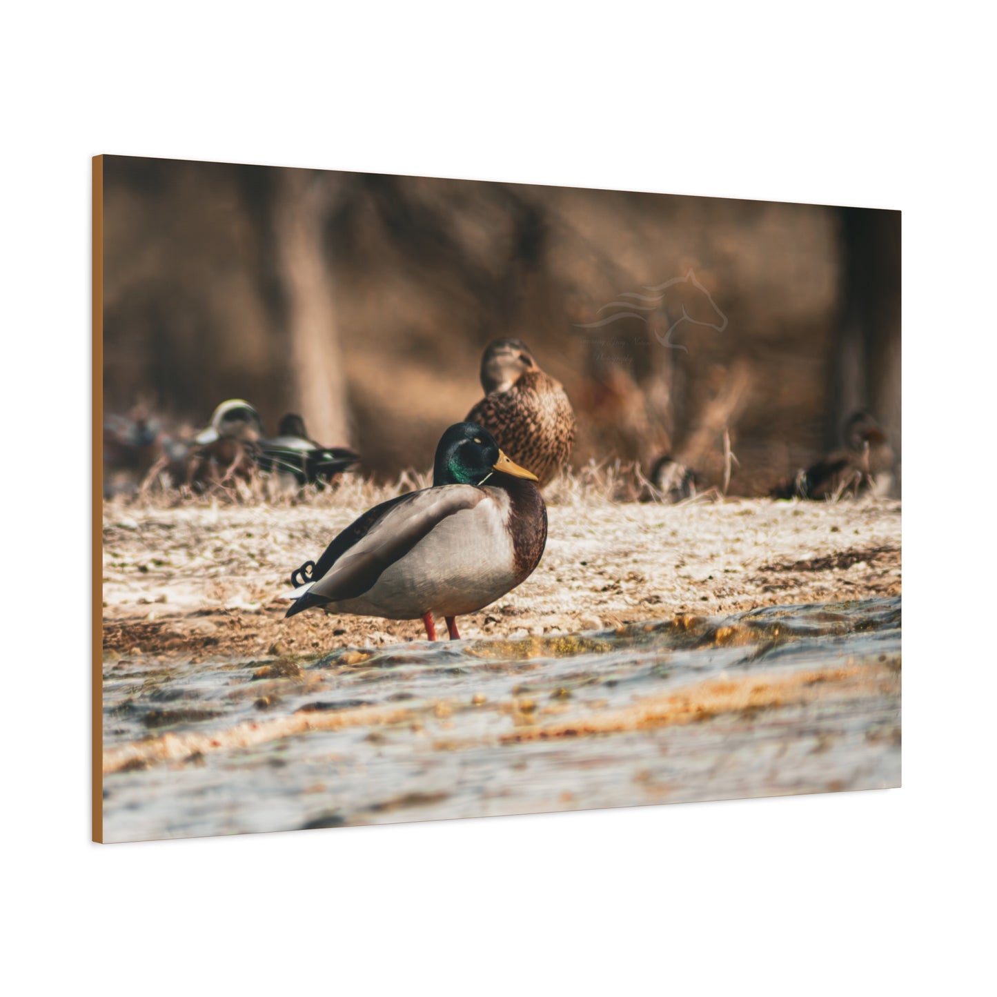Nature-Inspired Duck Canvas