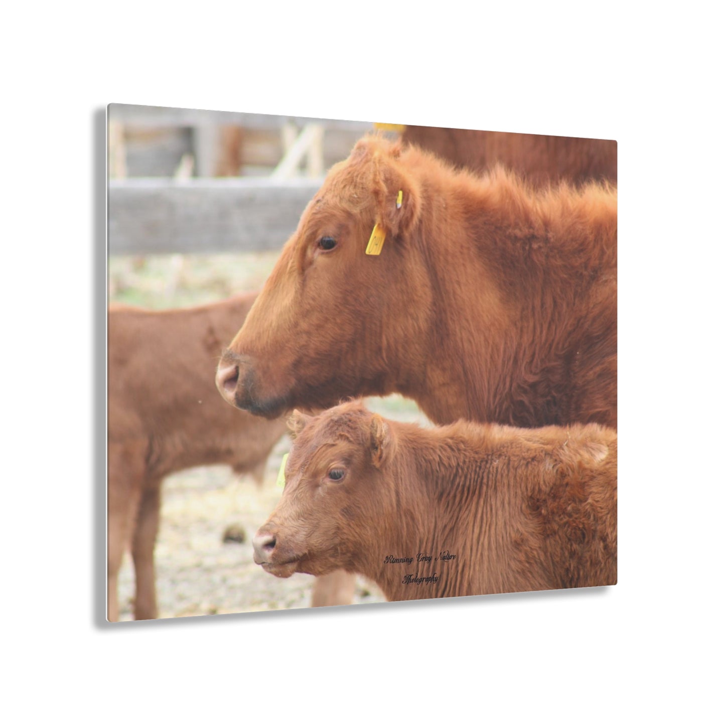 Momma and Baby Calf Acrylic Prints