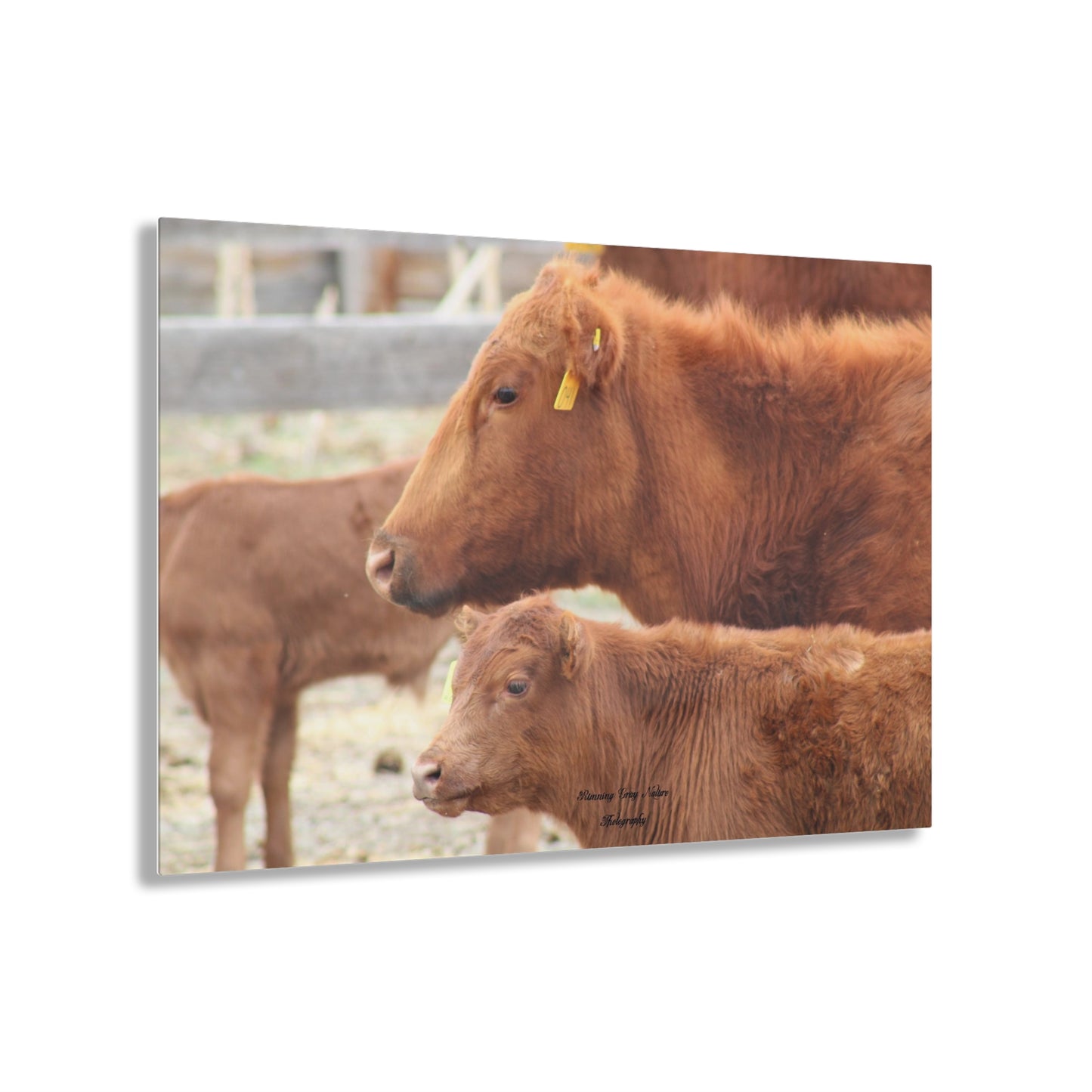 Momma and Baby Calf Acrylic Prints