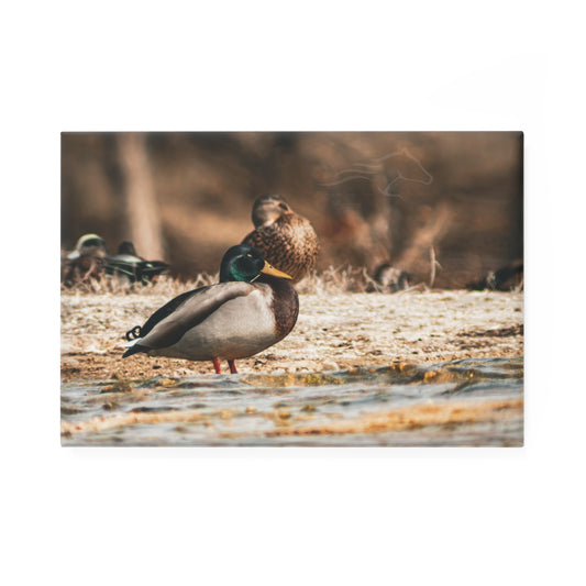 Nature-Inspired Duck Magnet