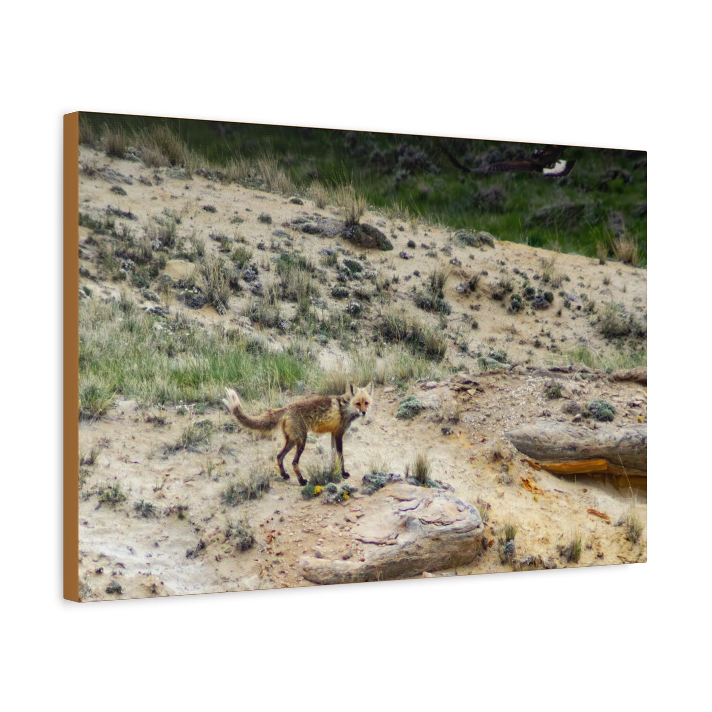 Swift fox and an Eagle