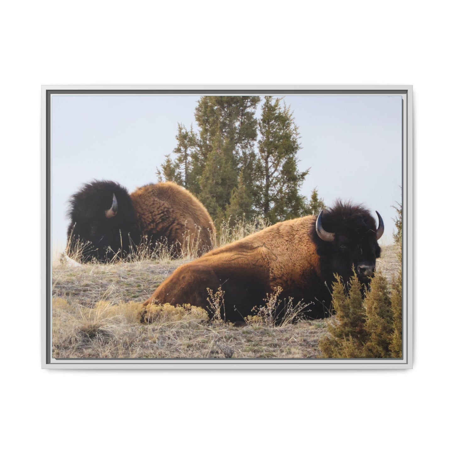 Two Bull Buffalo Framed Canvas