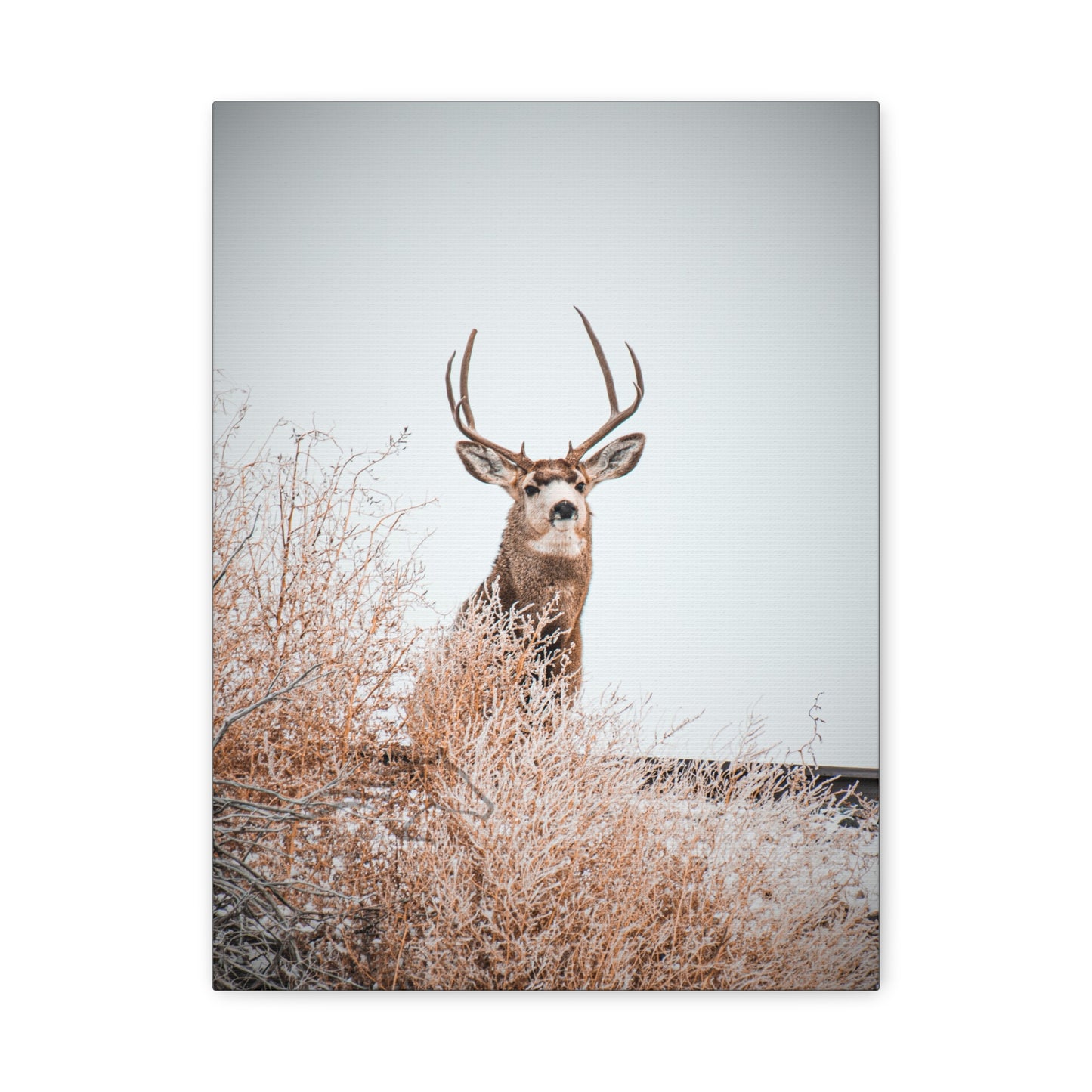 Rustic Deer Canvas