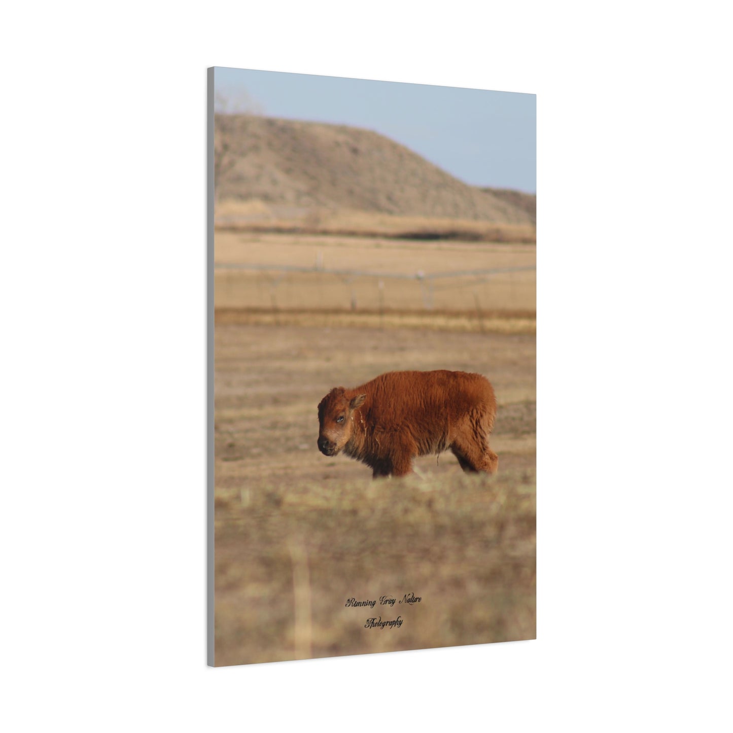 Baby Buffalo Matte Canvas, Stretched, 1.25"