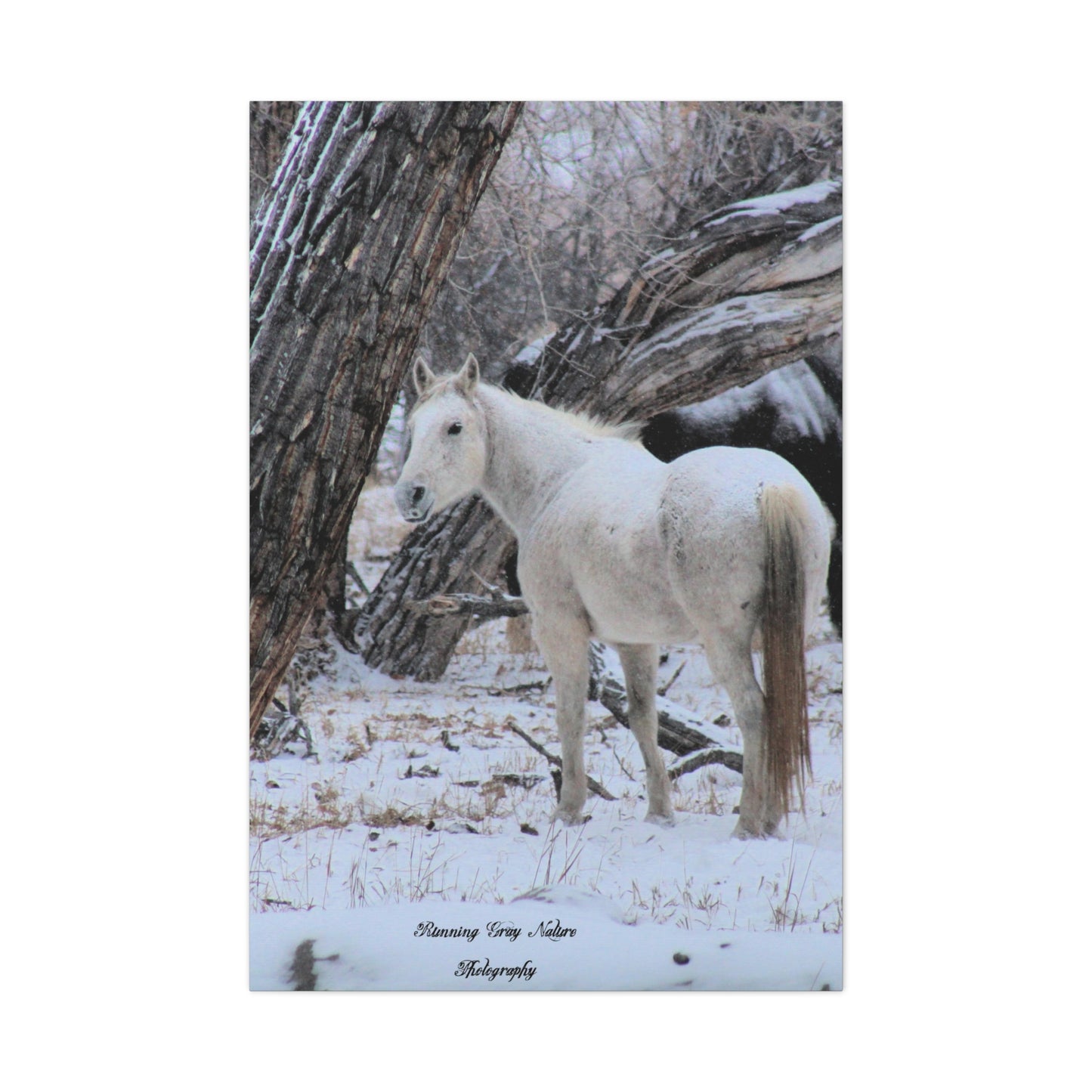 Winter White Horse Matte Canvas, Stretched, 1.25"