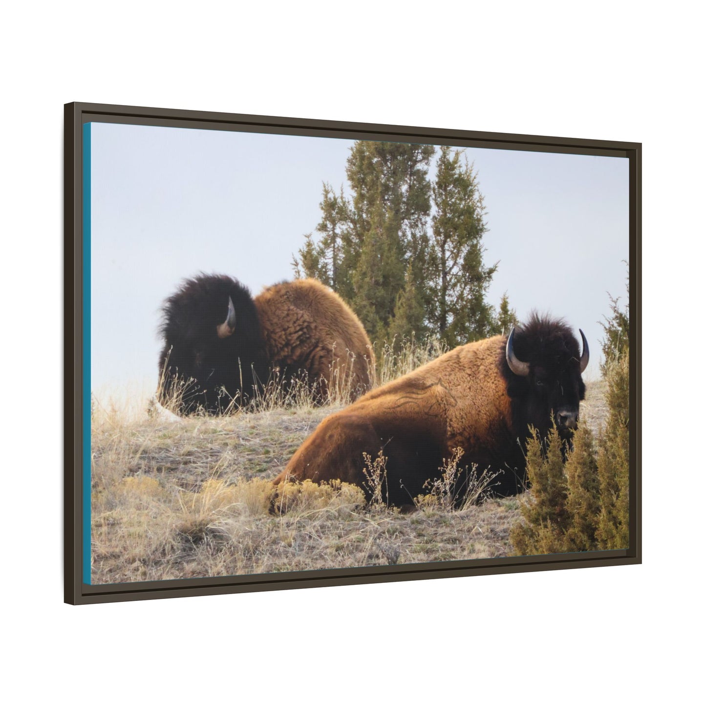 Two Bull Buffalo Framed Canvas