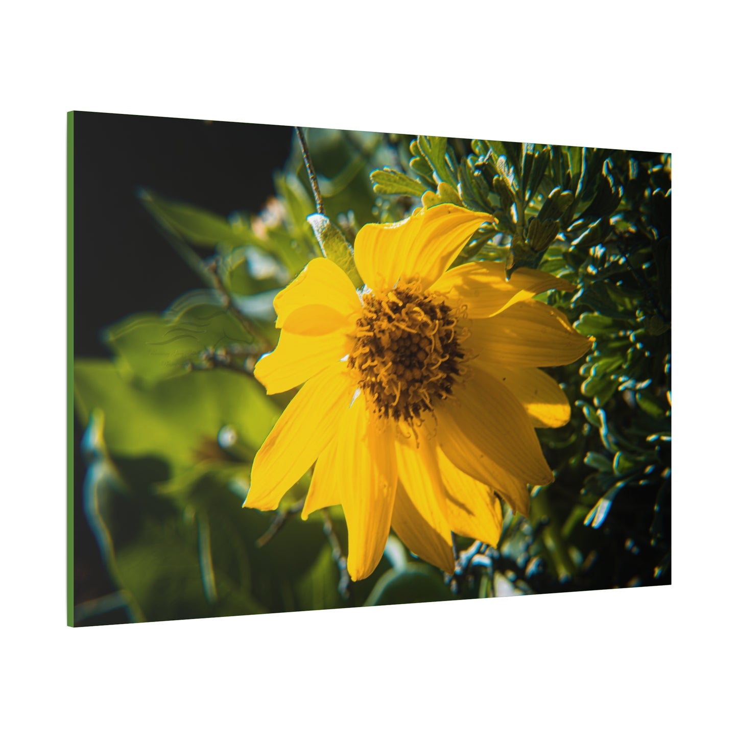 Arrowleaf Balsamroot Canvas