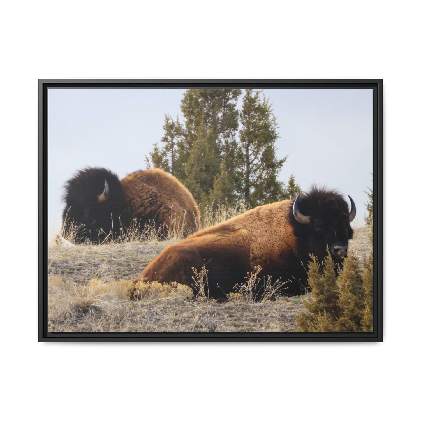 Two Bull Buffalo Framed Canvas