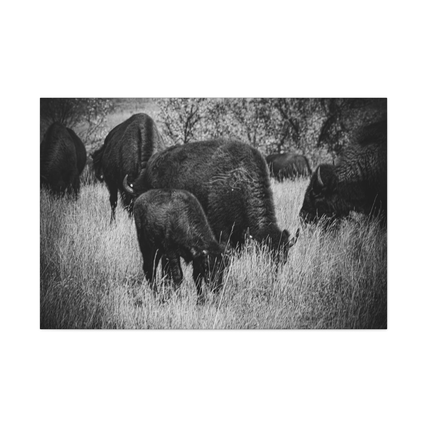 Black and White Buffalo Canvas