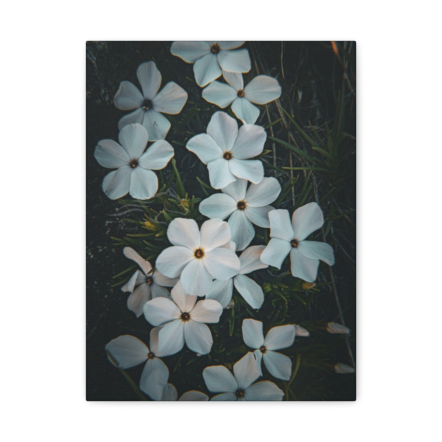 Rock Jasmine Canvas