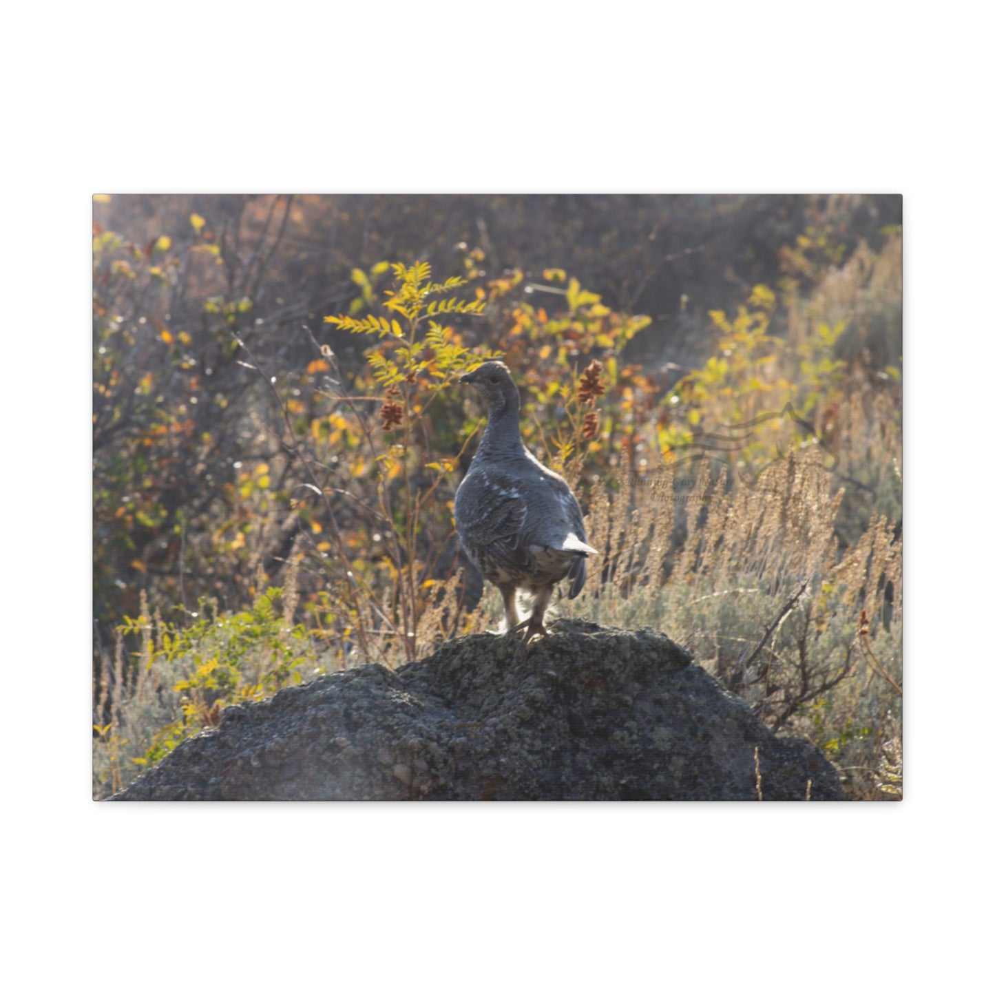 Wyoming Sage Grouse Canvas