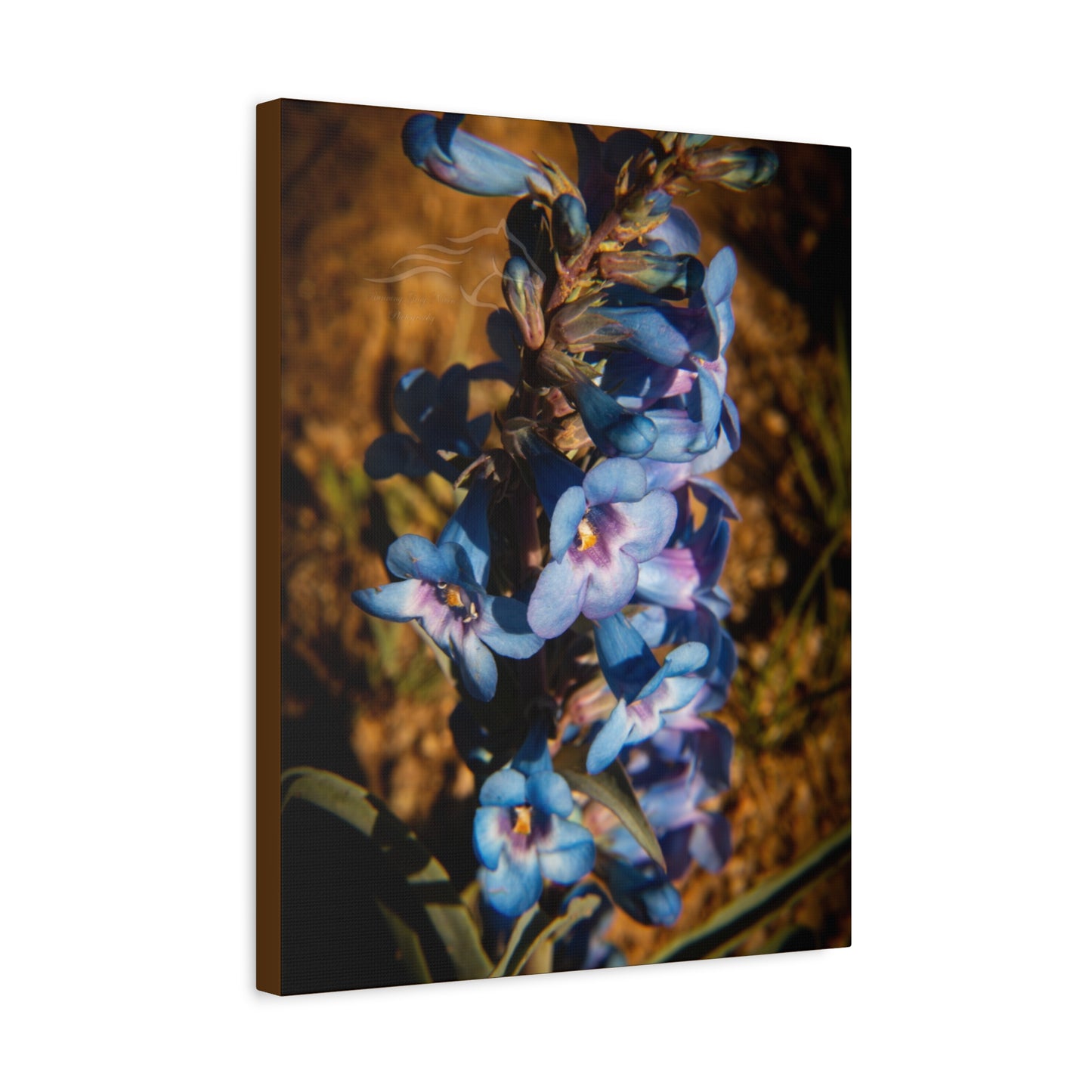 Showy Penstemon Canvas