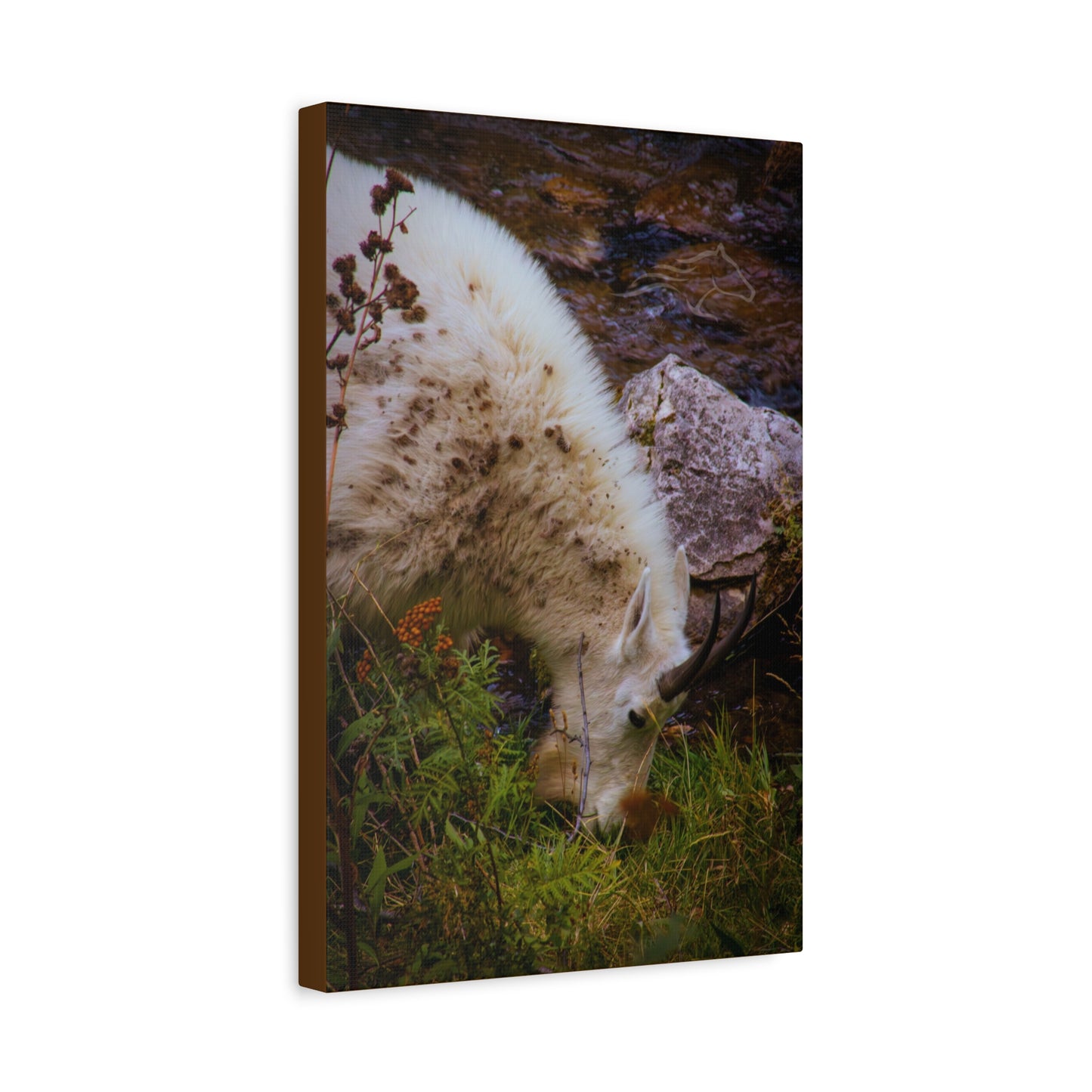 Mountain Goat Canvas