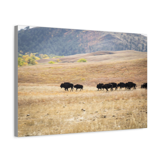 Beginning Buffalo Herd Canvas