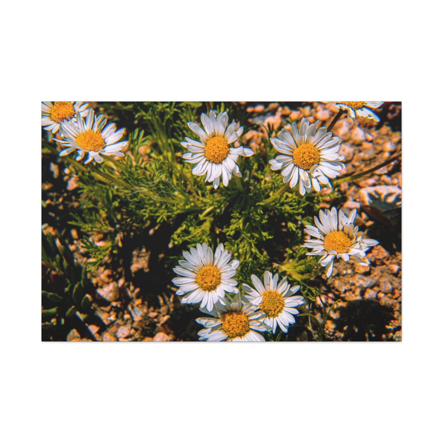 Wild Daisy Canvas
