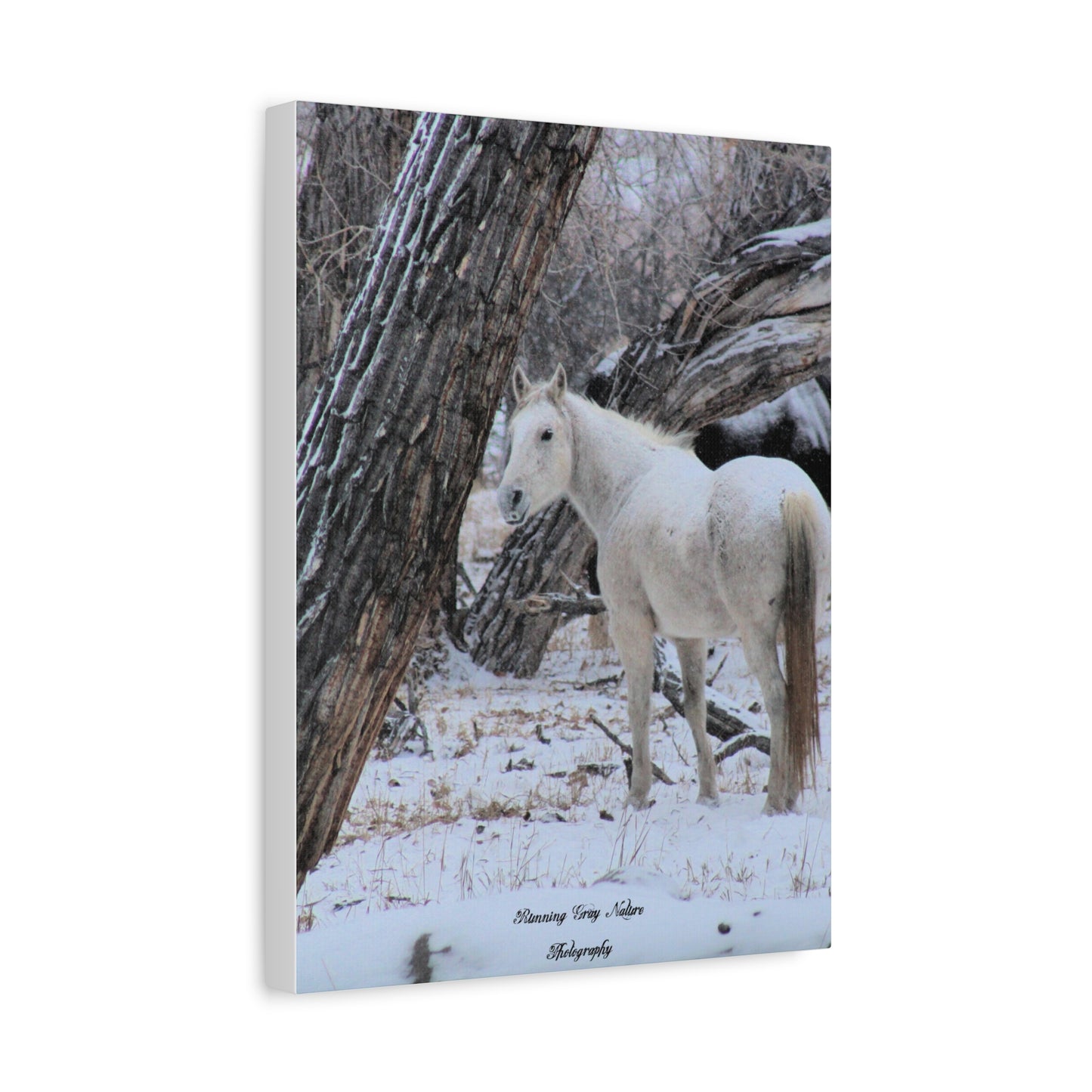 Winter White Horse Matte Canvas, Stretched, 1.25"