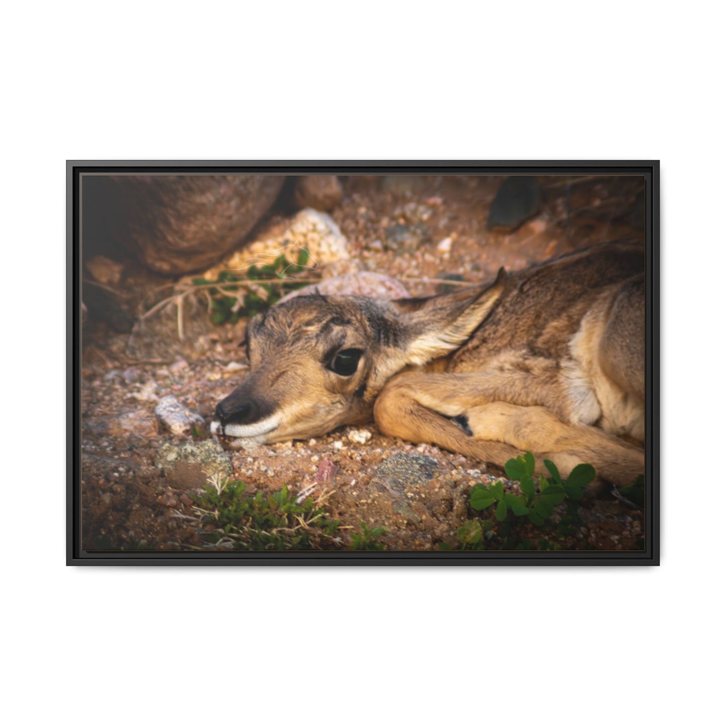 Baby Antelope Framed Canvas