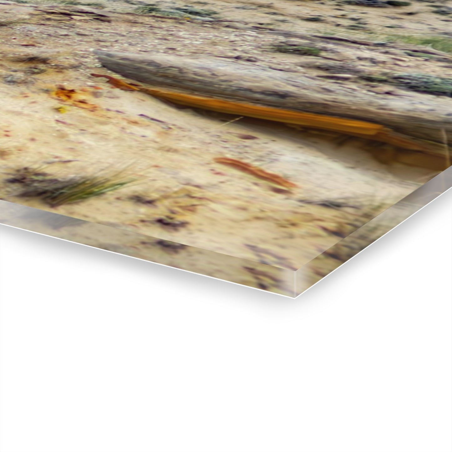 Swift Fox and an Eagle