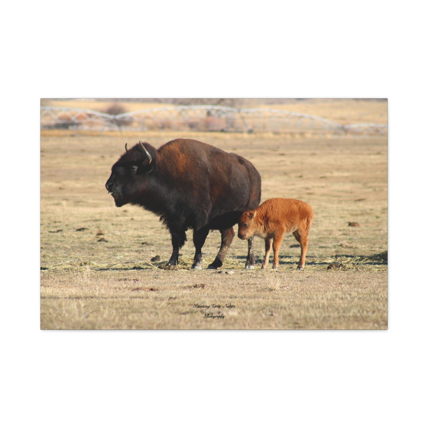 Momma and Baby Buffalo Matte Canvas, Stretched, 1.25"