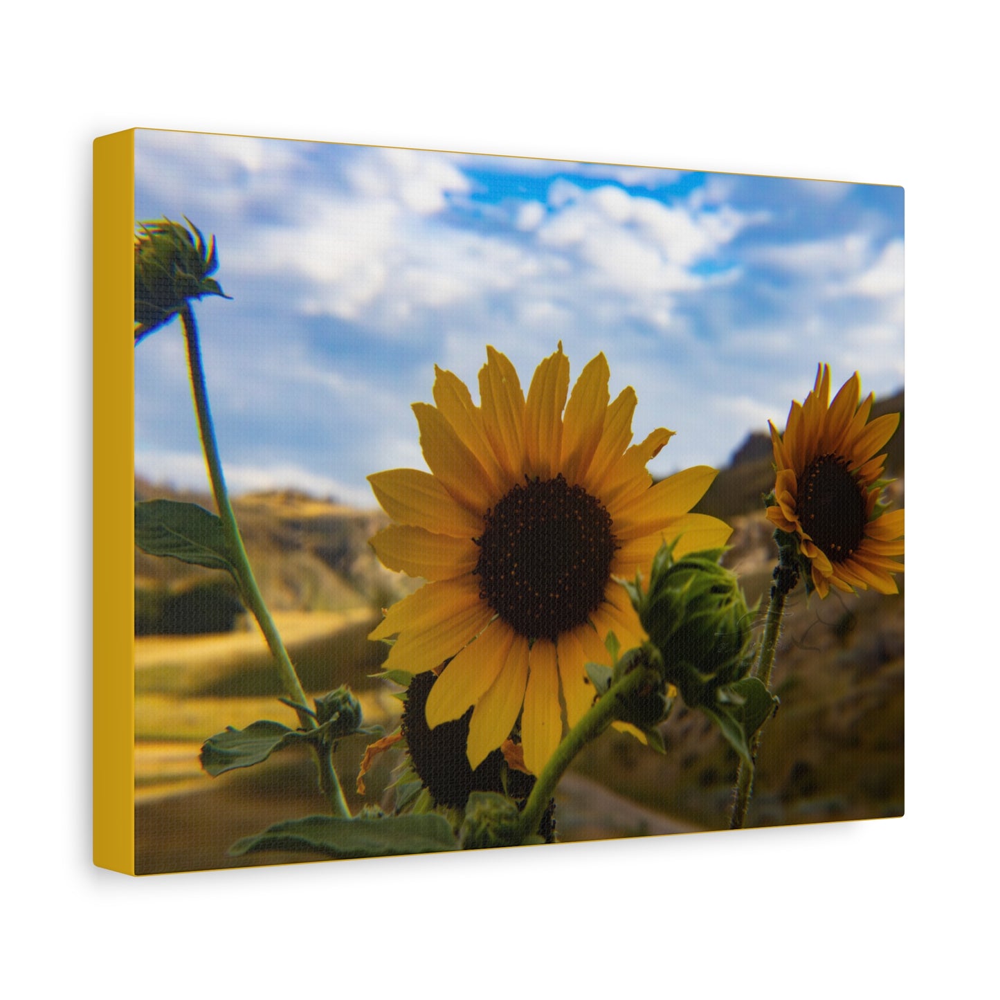Sunflower Canvas