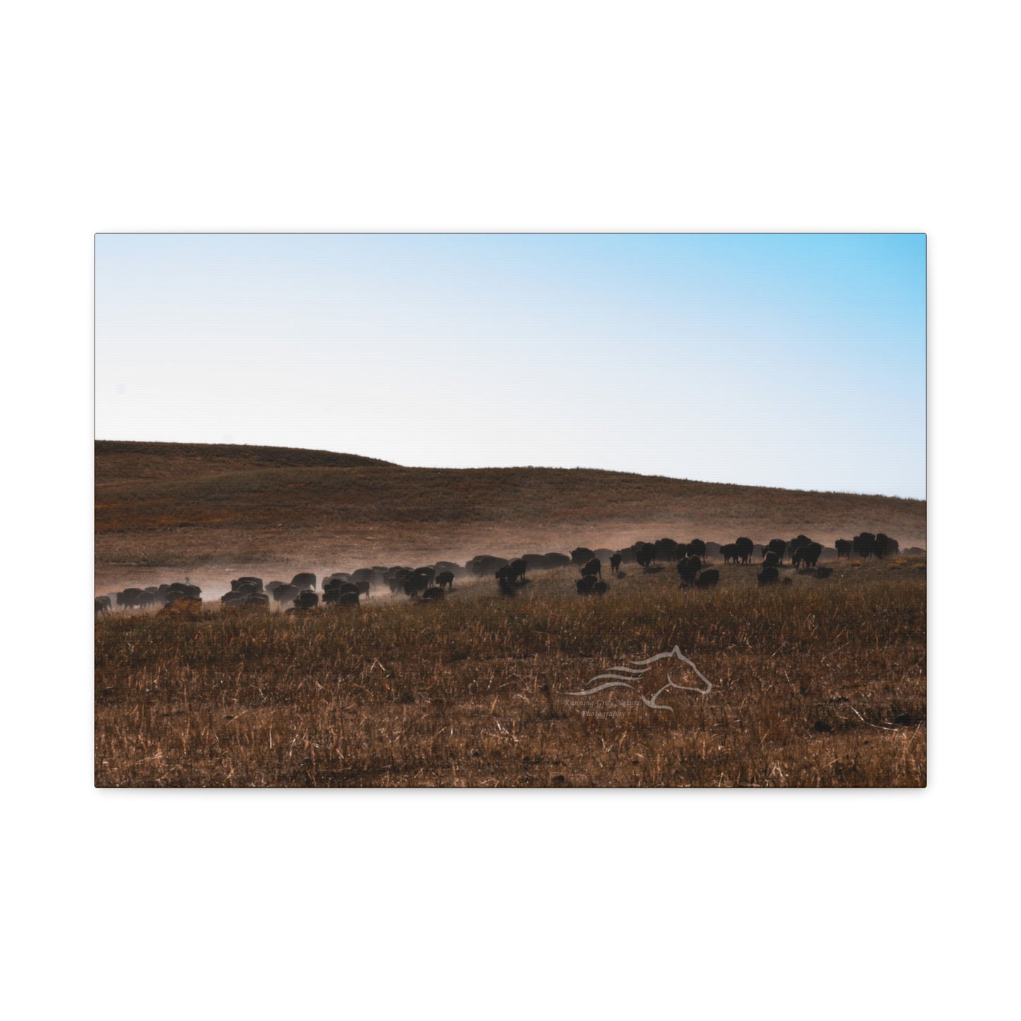 Buffalo Herd Canvas