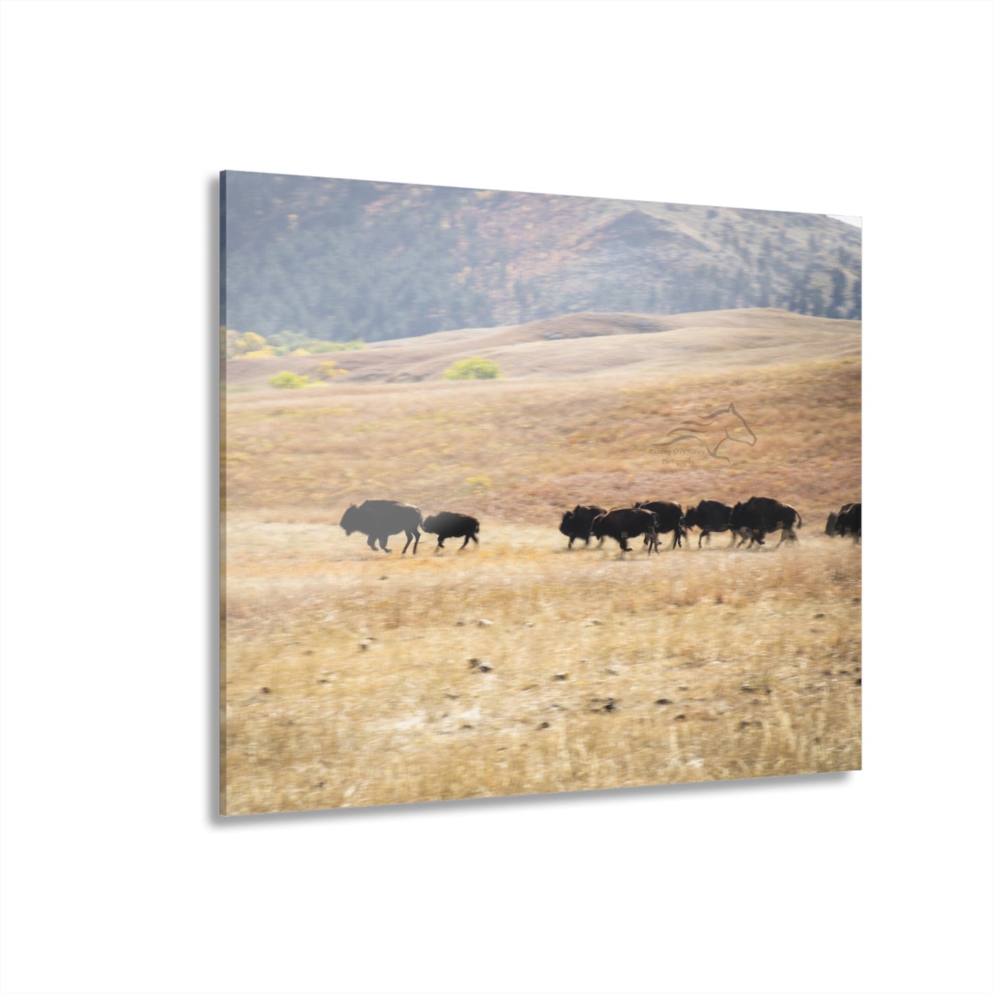 Beginning Buffalo Herd Acrylic