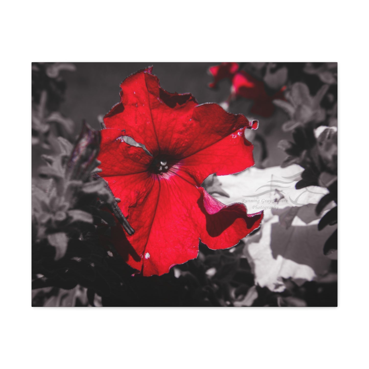 Black and Red Flower Canvas