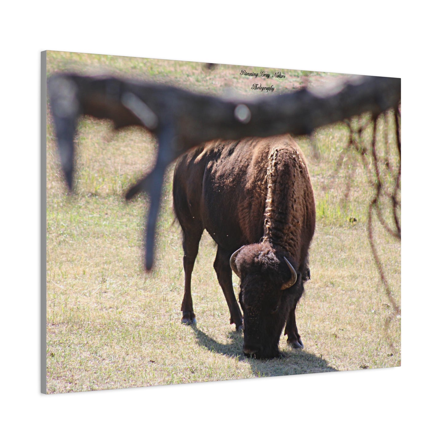 Buffalo Matte Canvas, Stretched, 1.25"