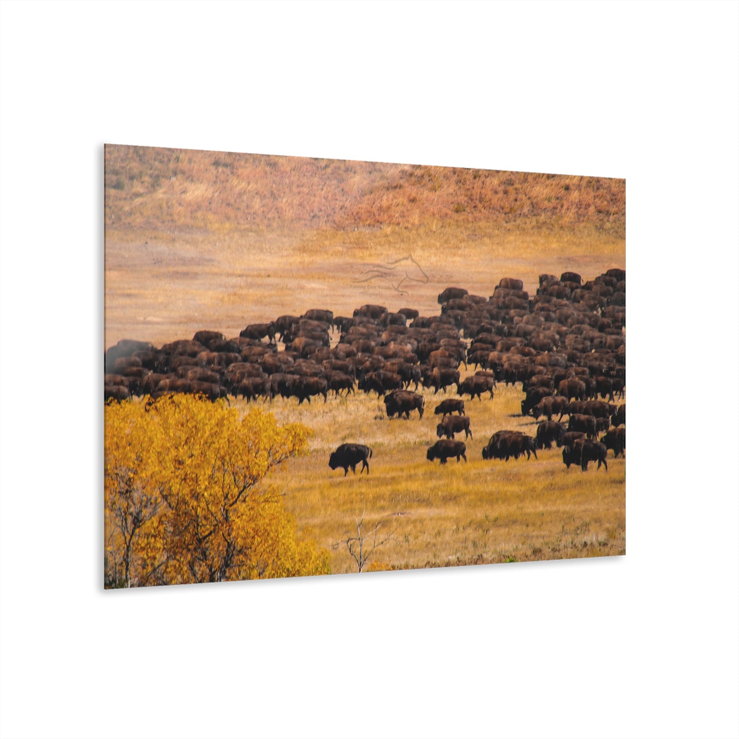 Buffalo all Gathered Acrylic