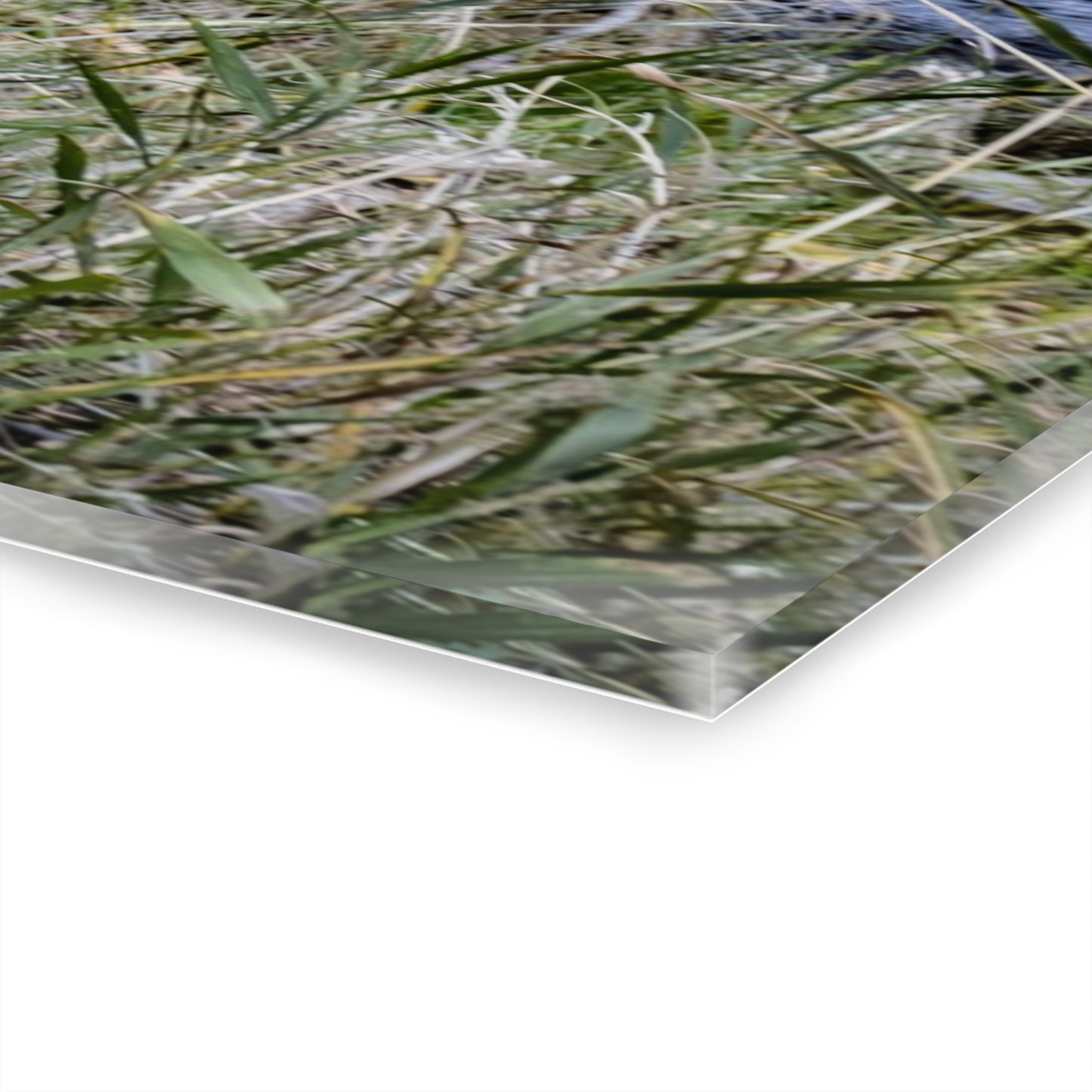 Big Horn Sheep Acrylic