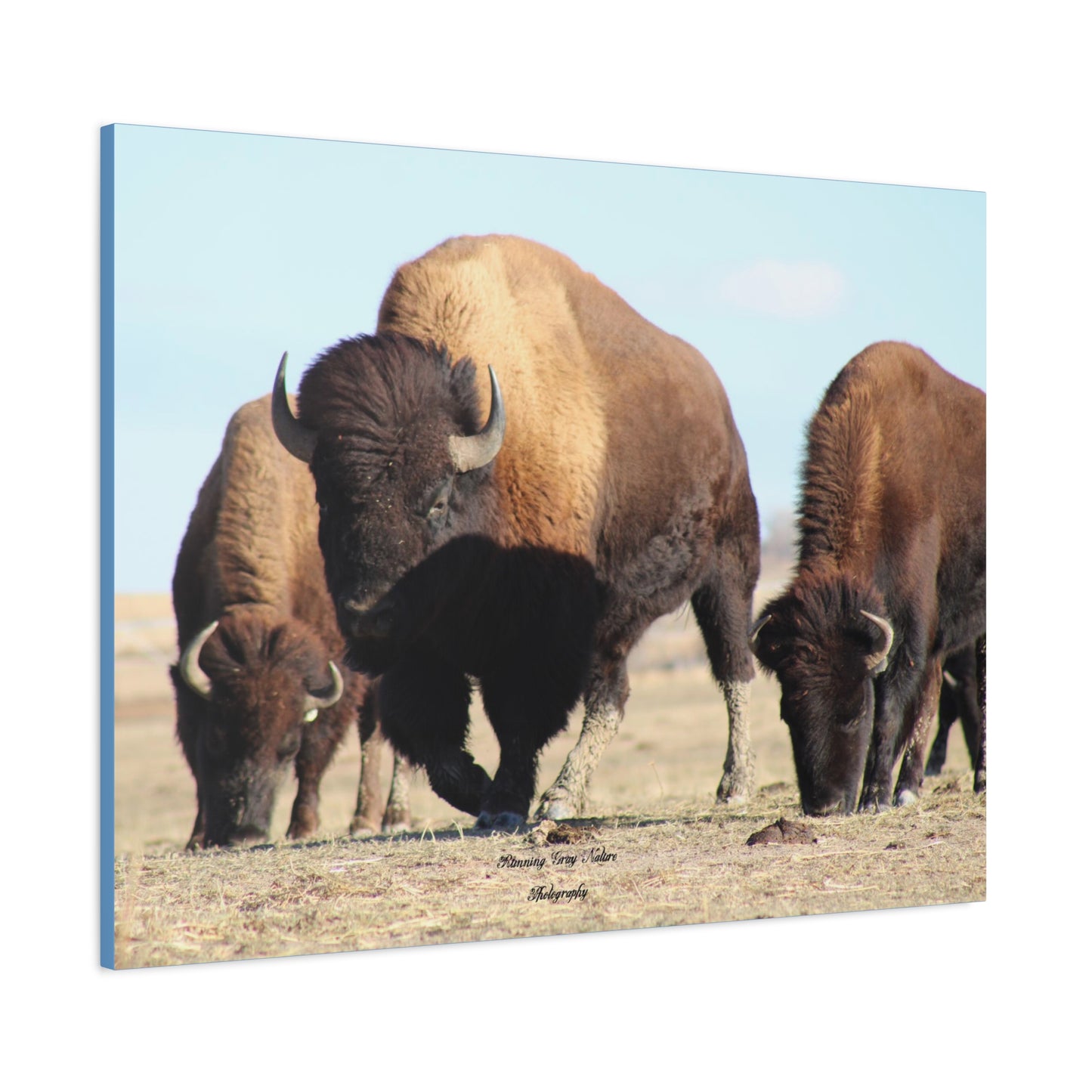 Buffalo Herd Matte Canvas, Stretched, 1.25"