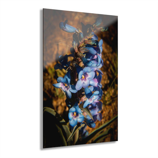 Showy Penstemon Acrylic