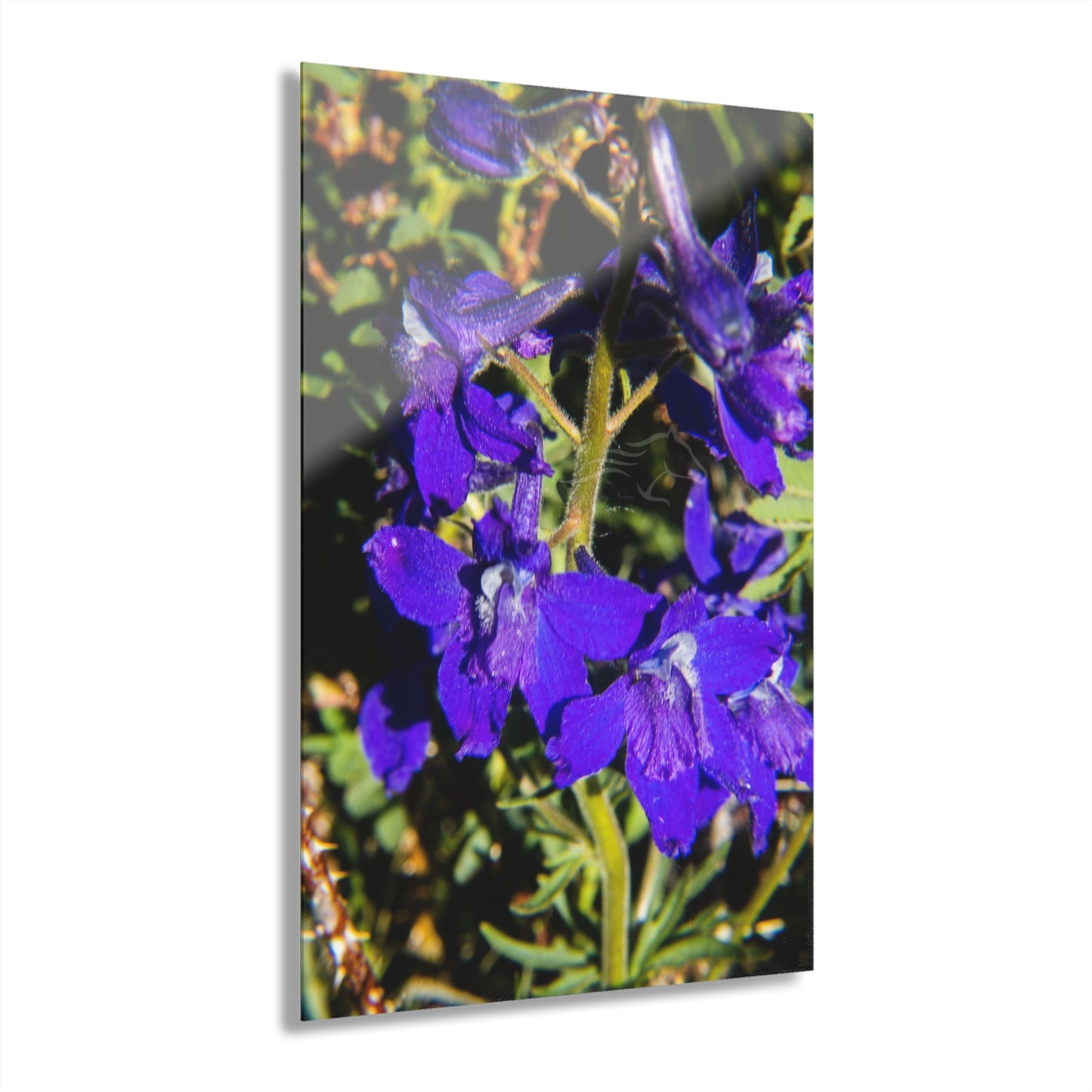 Royal Larkspar Acrylic