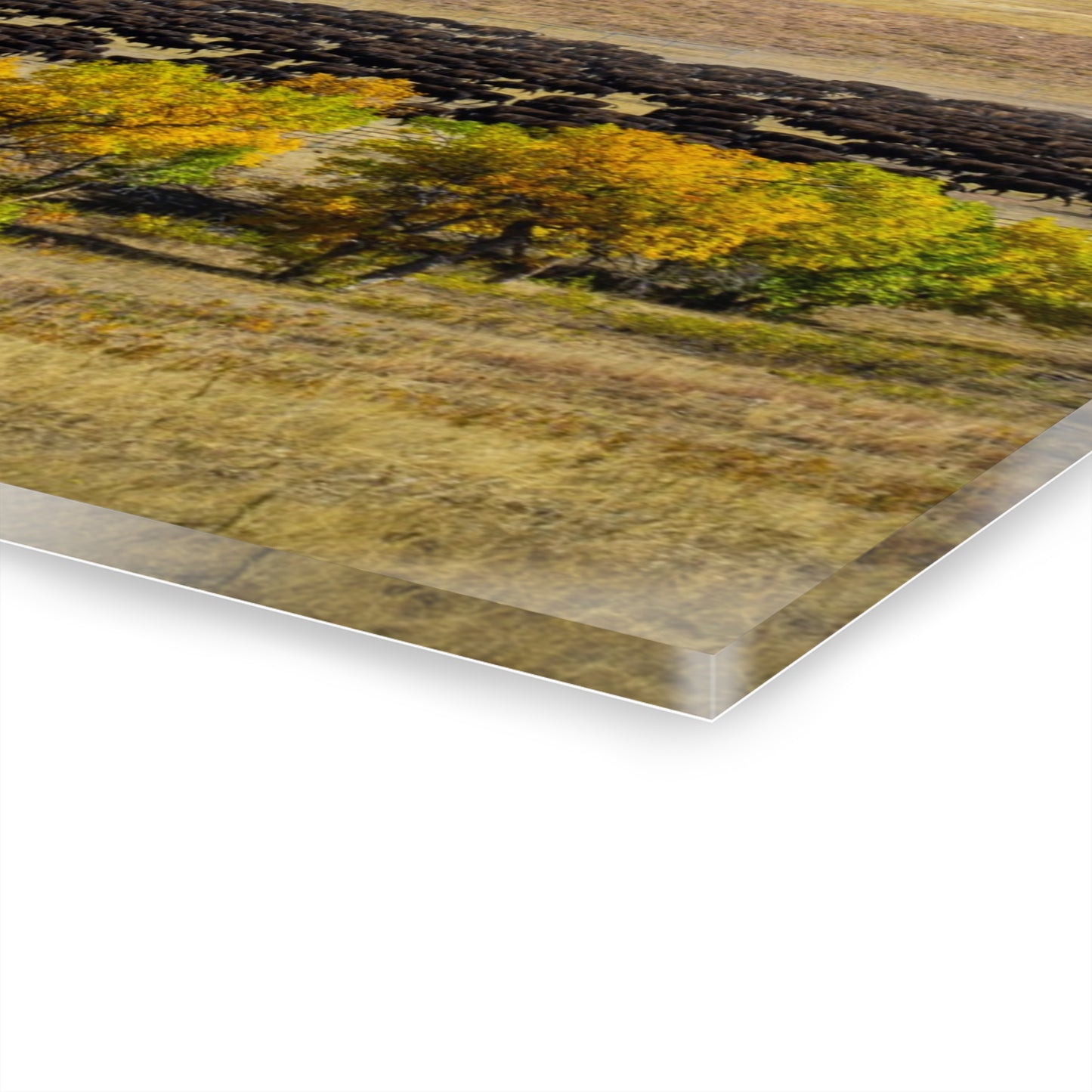 Final look Buffalo Round Up