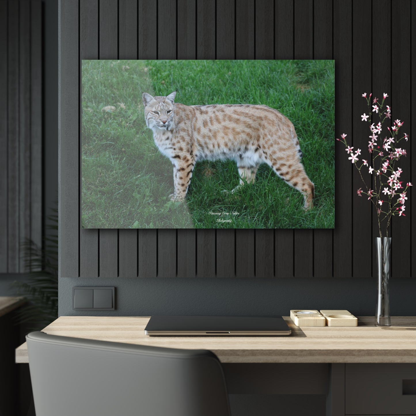 Bobcat Acrylic Prints