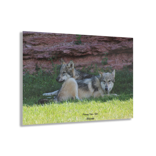 Wolves Acrylic Prints