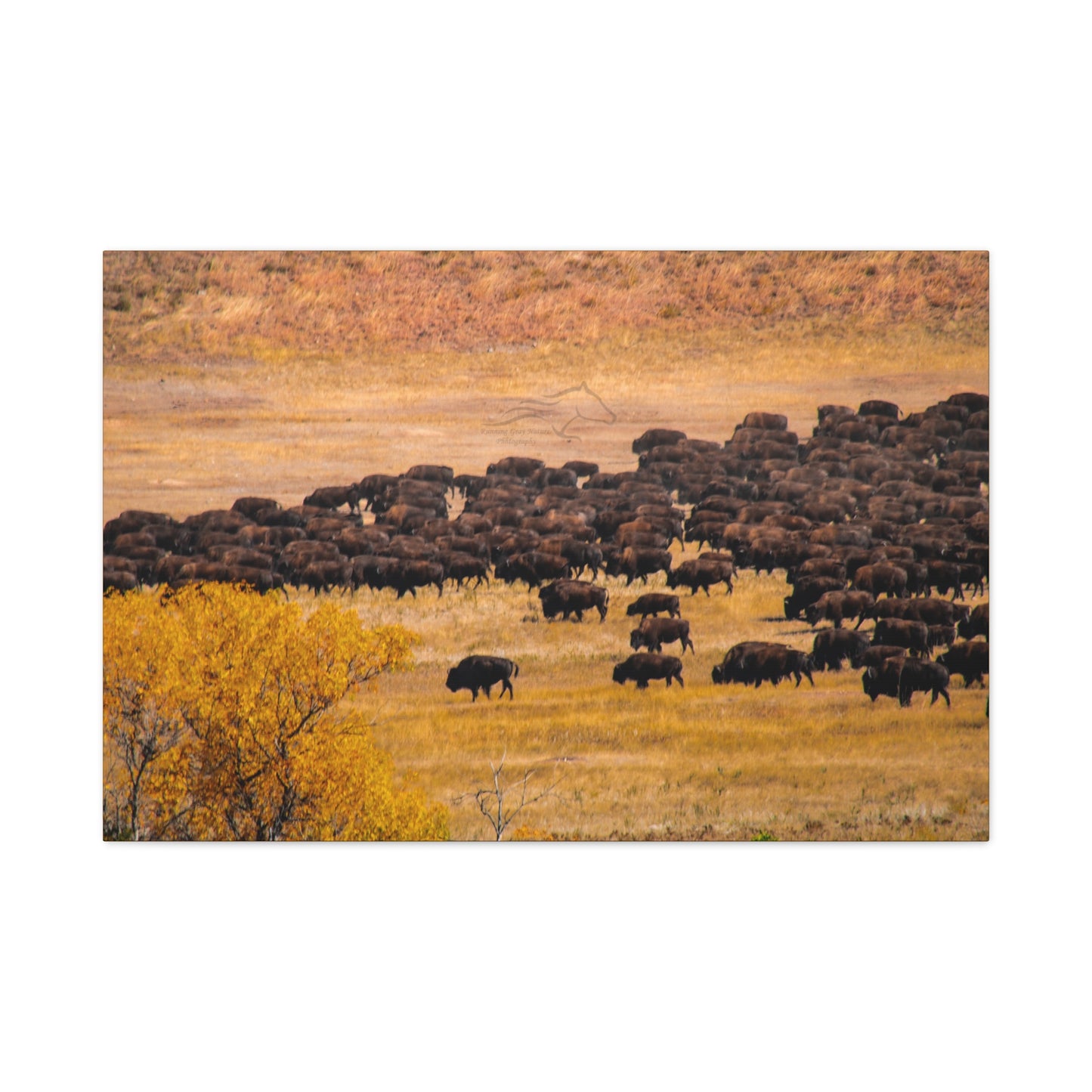 Buffalo all Gathered Canvas