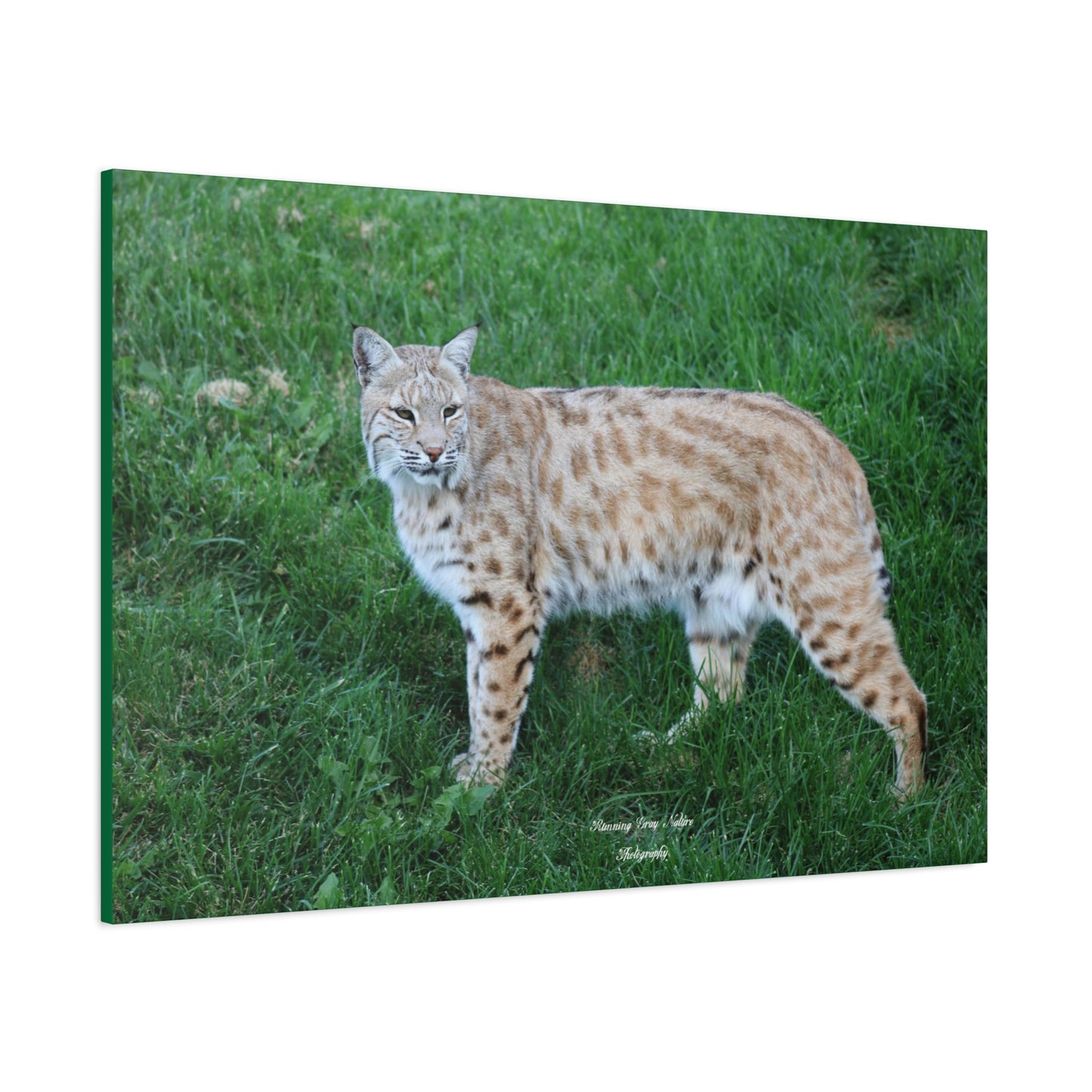 Bobcat Matte Canvas, Stretched, 1.25"