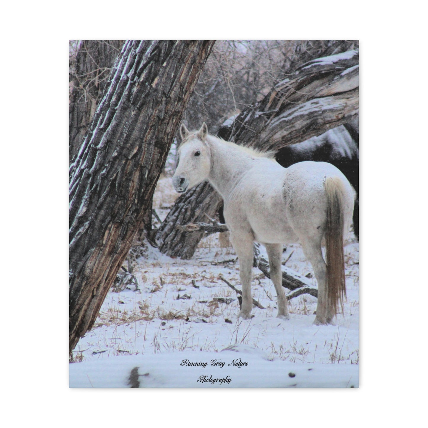 Winter White Horse Matte Canvas, Stretched, 1.25"