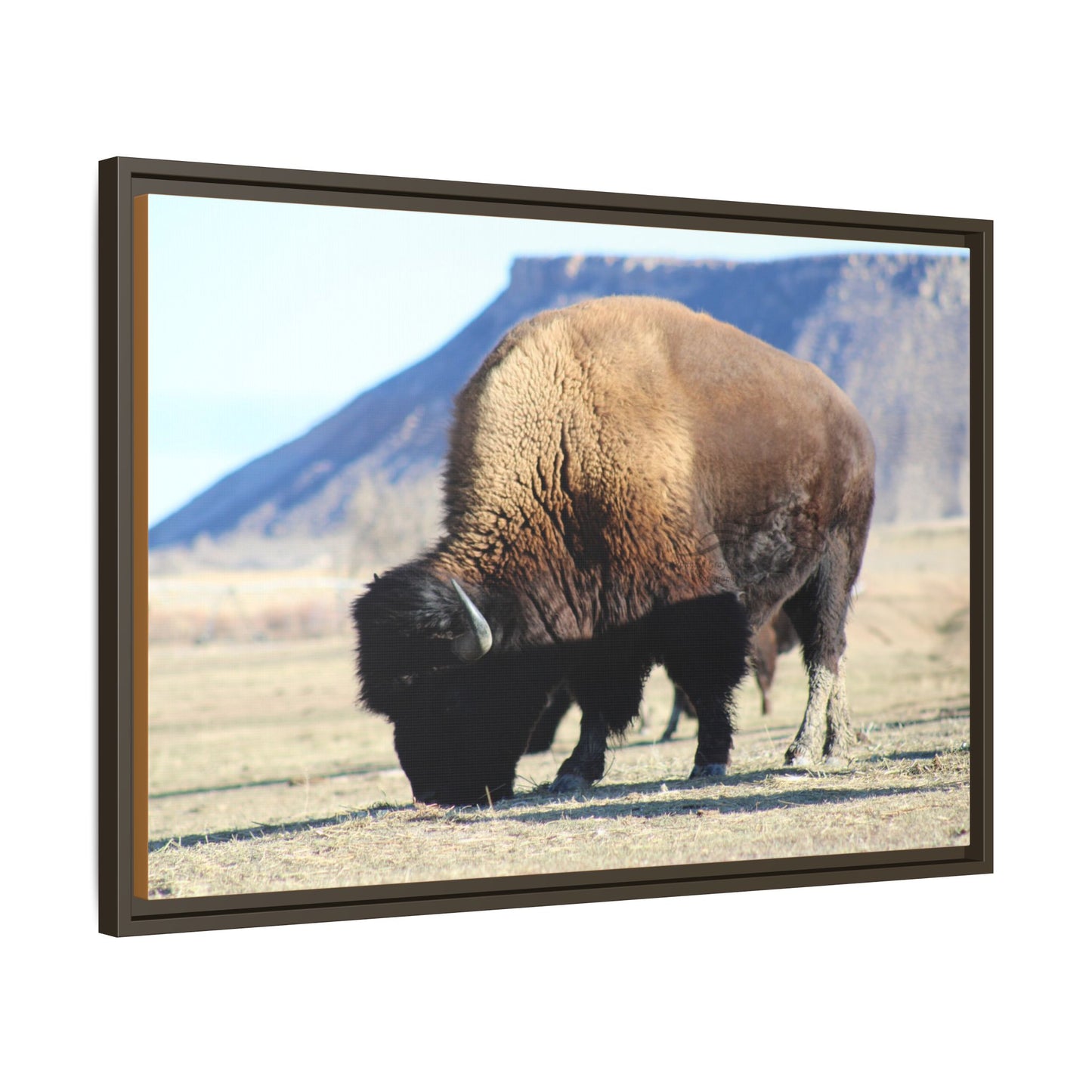 Big Daddy Buffalo Framed Canvas