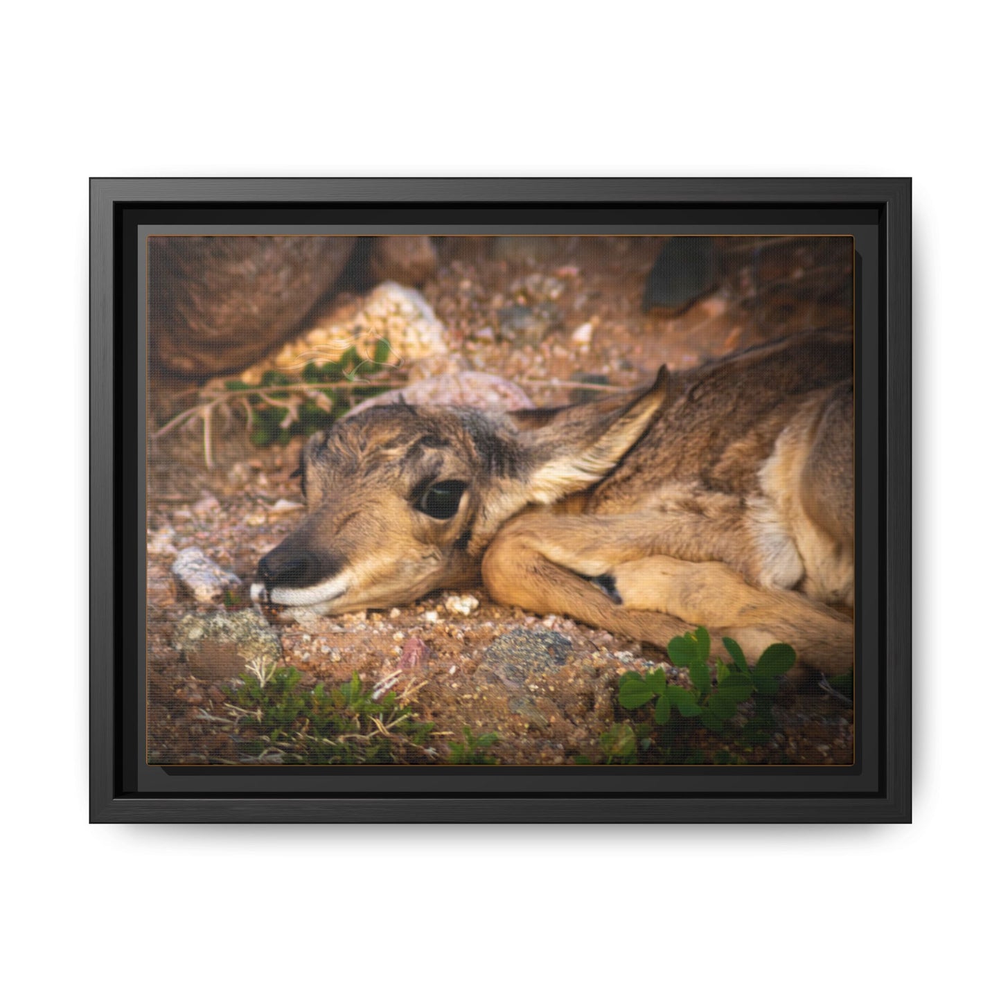 Baby Antelope Framed Canvas