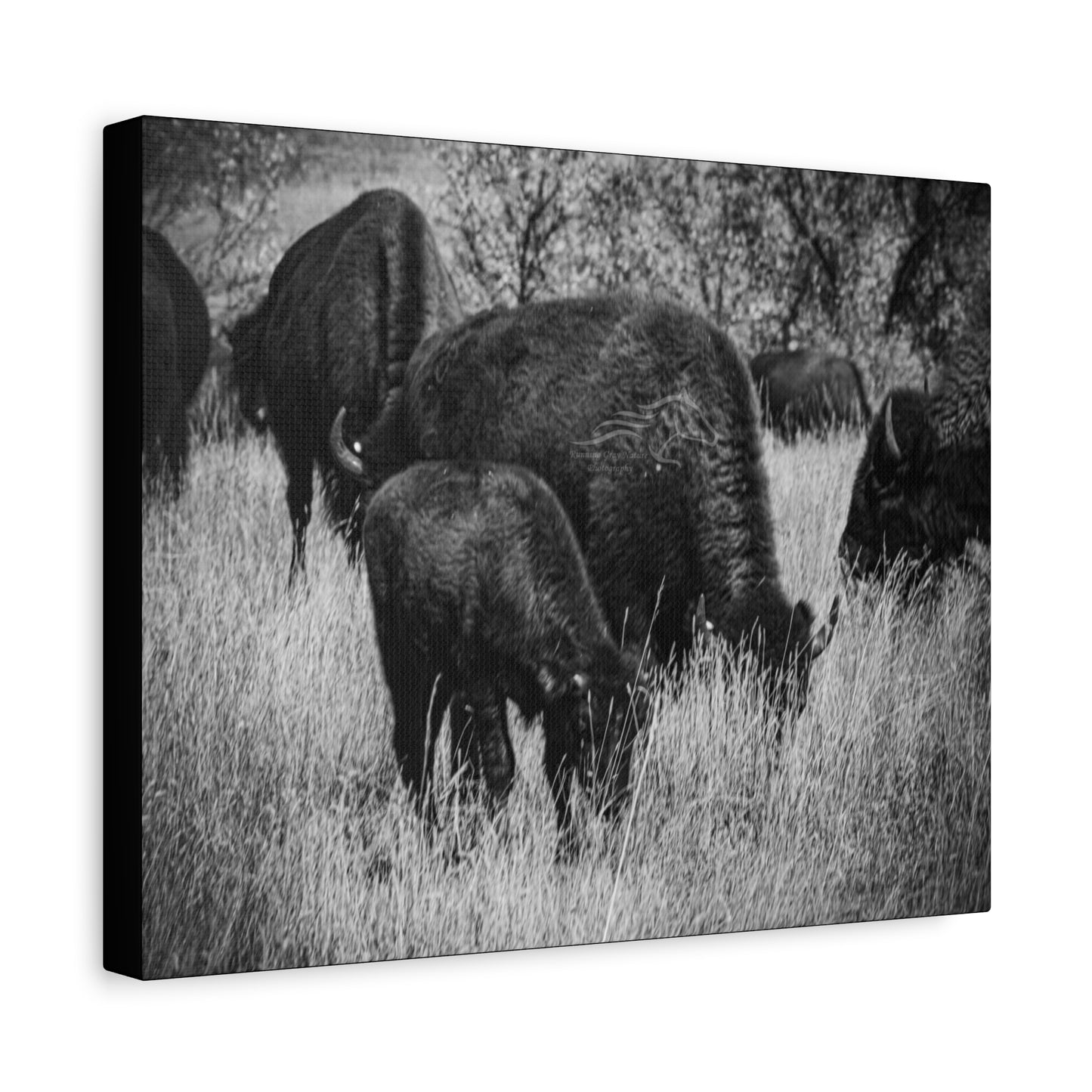Black and White Buffalo Canvas